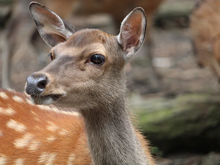 Roe Deer - Fallow Deer