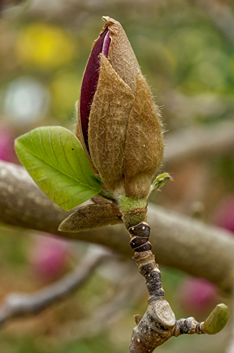 Magnolie