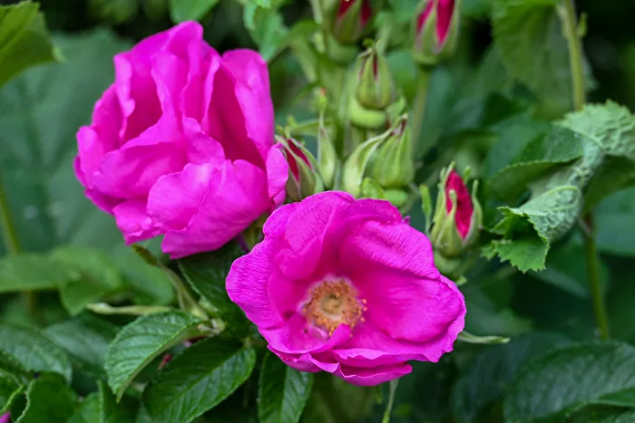 Wildrose