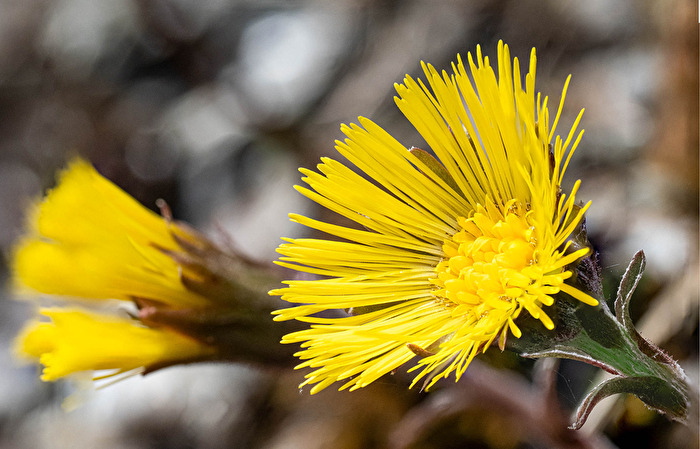 Erste Frühlingsboten