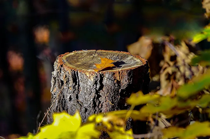 The last leaf, right?