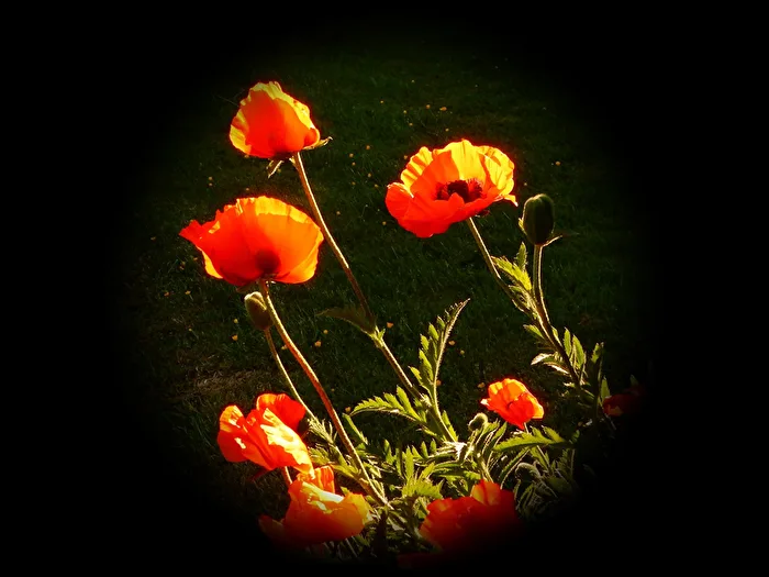 Staudenmohn