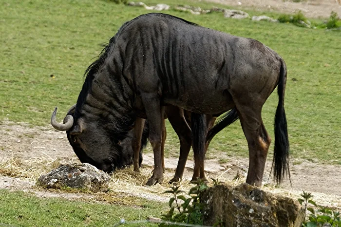 Striped Gnu