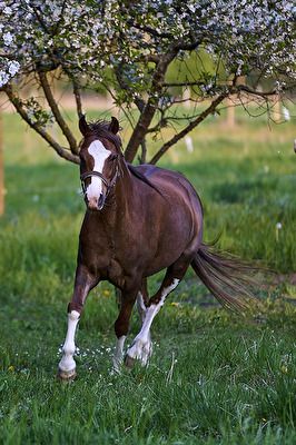 Tiere