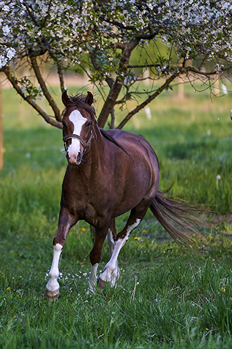 Tiere