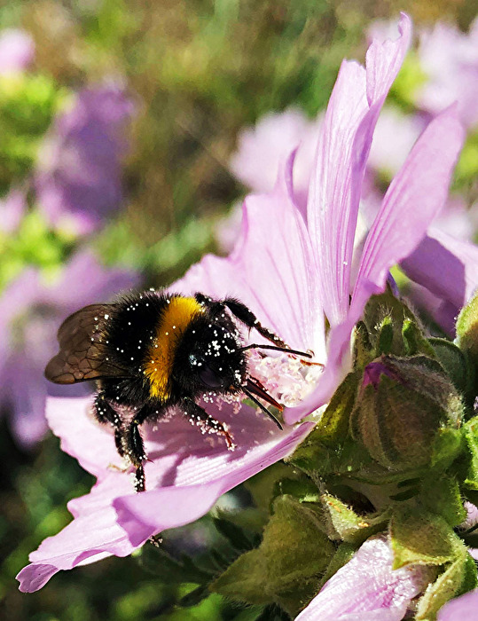 fleisige Hummel