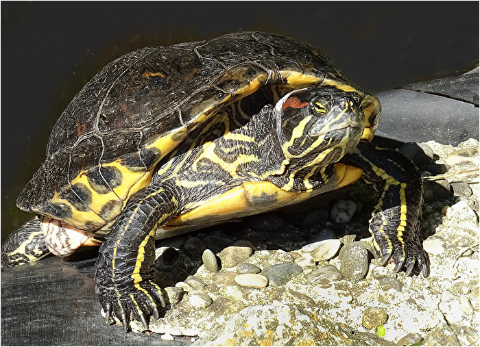 Gelbwangenschildkröte