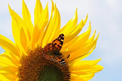 Noch eine Sonnenblume mit Beigabe