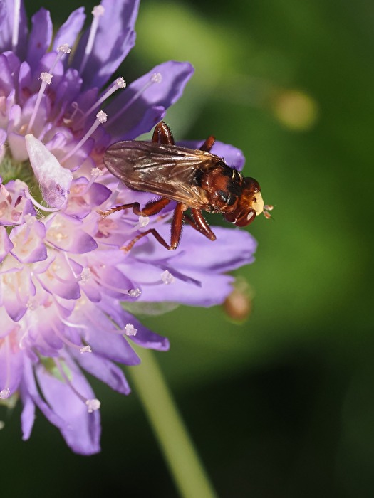 Sicus ferrugineus