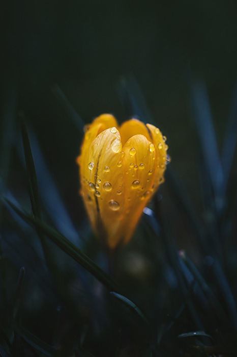 Gelb frühling
