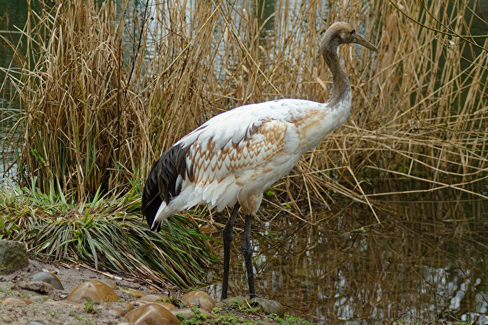 junger Mandschurenkranich