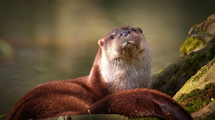 Fischotter