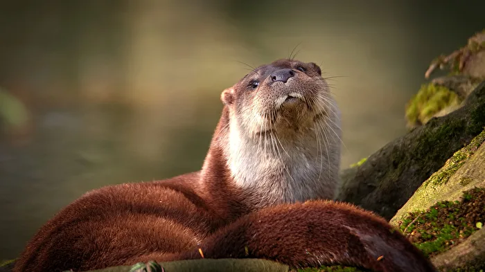 Fischotter