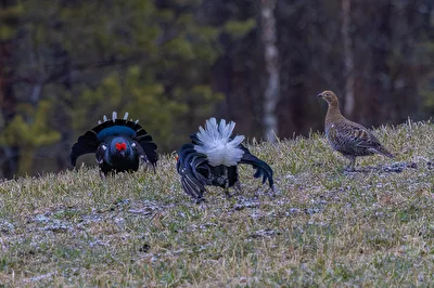 Balzende Birkhähne in Finnisch Lappland