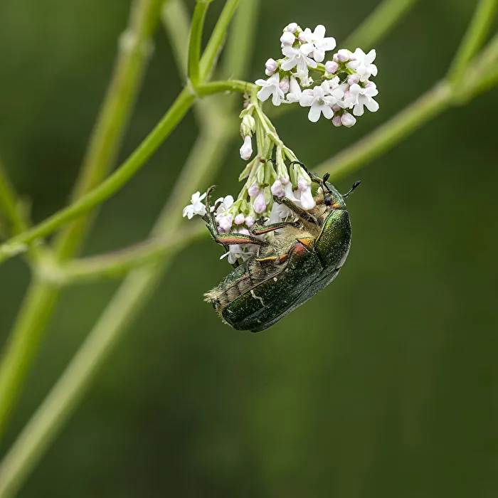 Gold-glossy rose chafer..