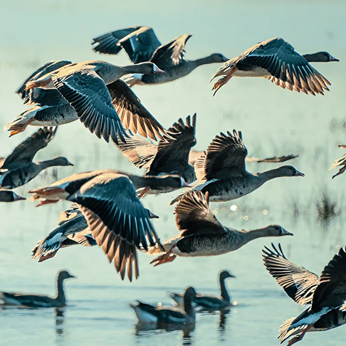 The wild geese are coming