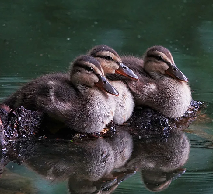 Little Ducklings
