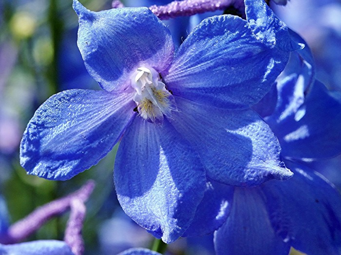 Blau