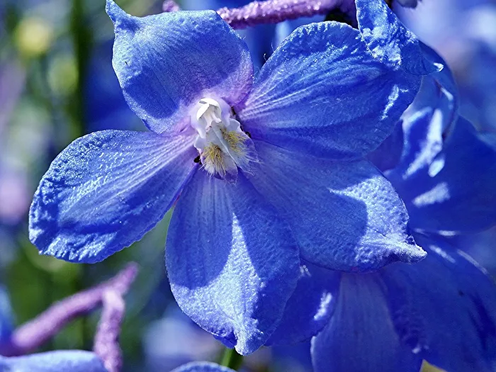 Blau