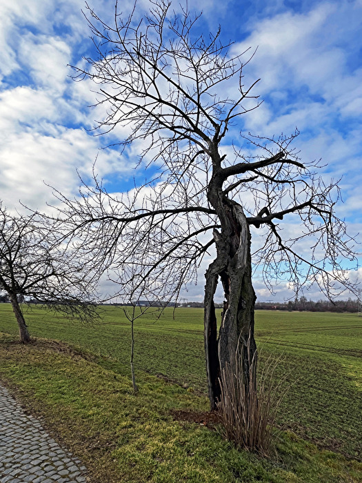 Baum mit Durchblick