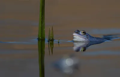 Naturspektakel blaue Frösche im Frühling