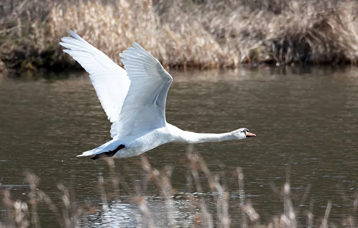 When a swan flies ....