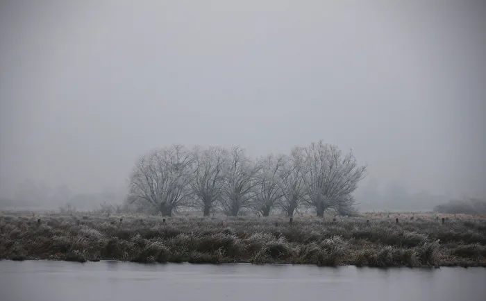 Willows