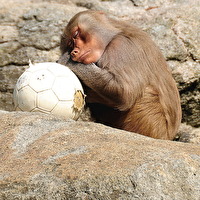 Fussball ist langweilig