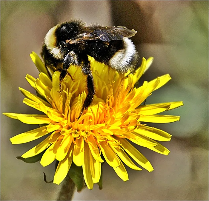 Bumblebee