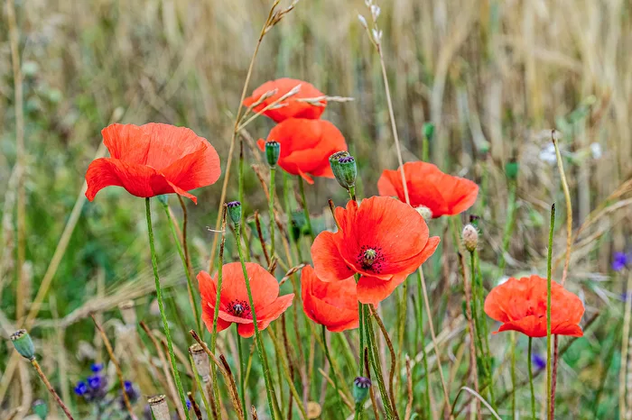 Poppy