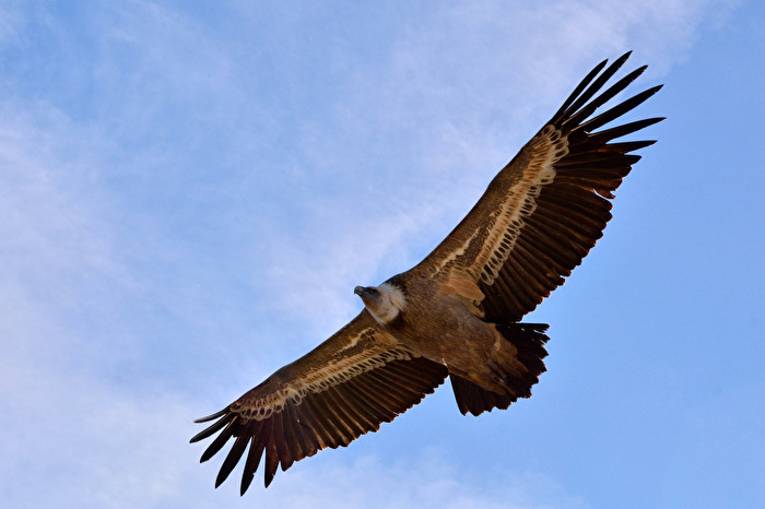 Gänsegeier (wildlife)