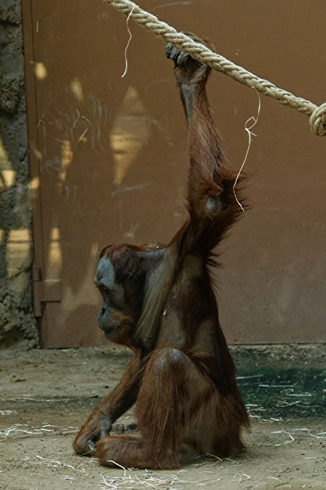 Orang-Utan