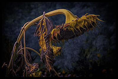 Das Ende einer Sonnenblume