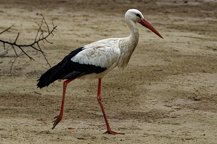 Storch