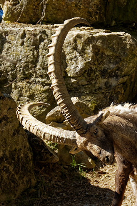 Alpensteinbock
