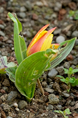 Tulpe