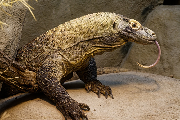 Komodowaran