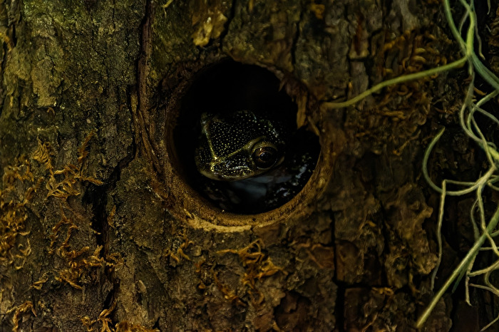Yucatan-Schaufel-Kopf-Baumfrosch