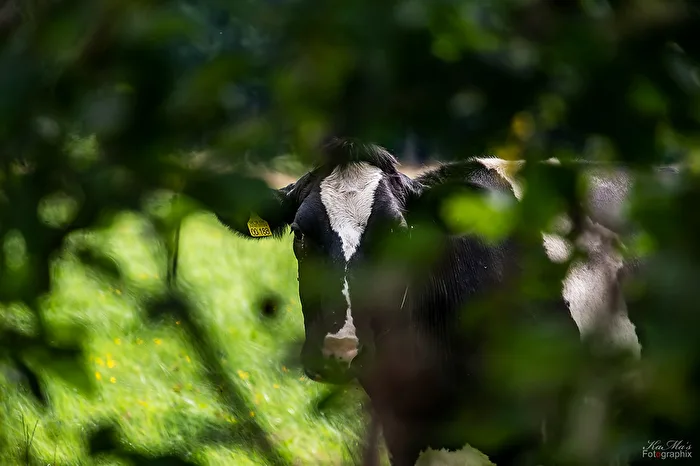 Through the Bush
