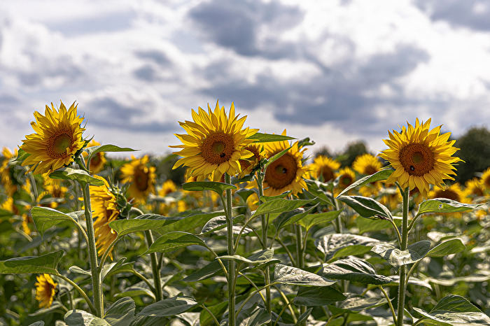 Sonnenblumen August 2023 . . .