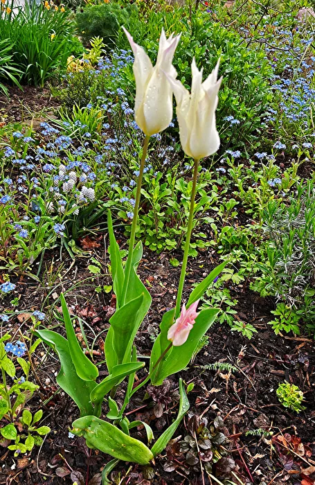 Tulpen