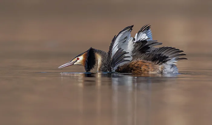 Great crested grebe during the courtship