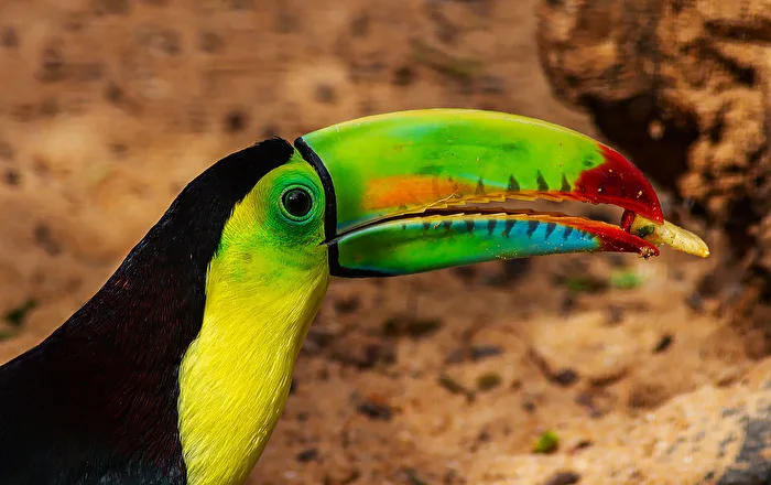 Toucan