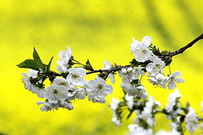 #Frühling