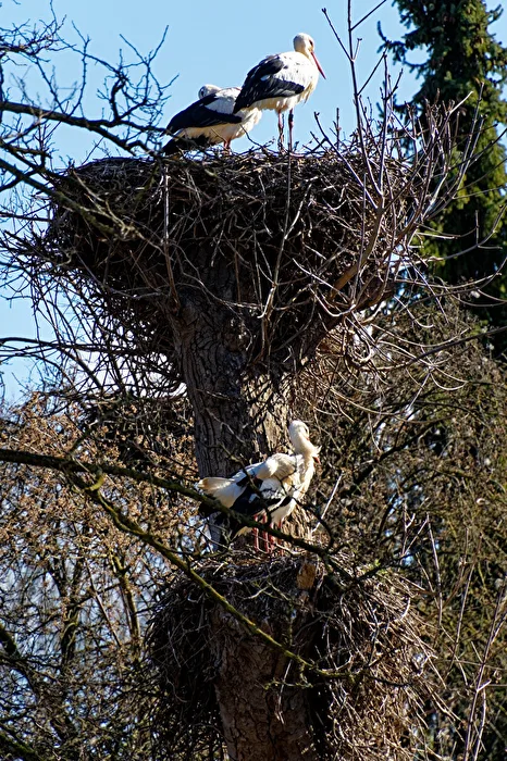 Storks