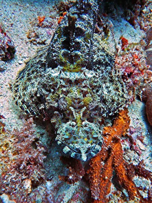 Krokodilfisch aja Ampat, Indonesien