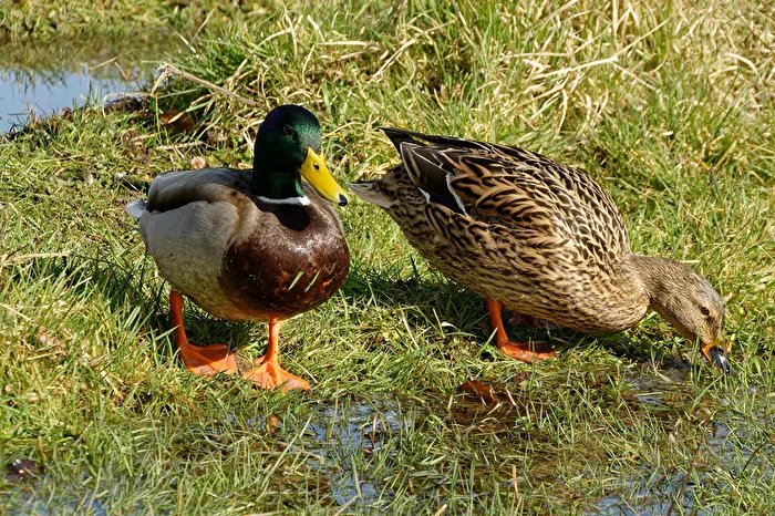 Pair of Mallards