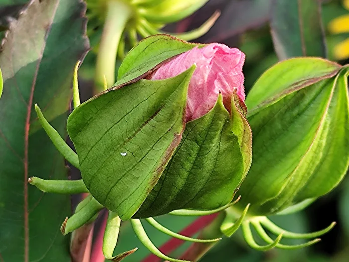 Staudenhibiscus