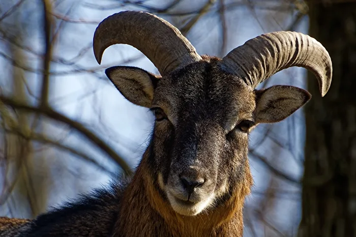 Mouflon