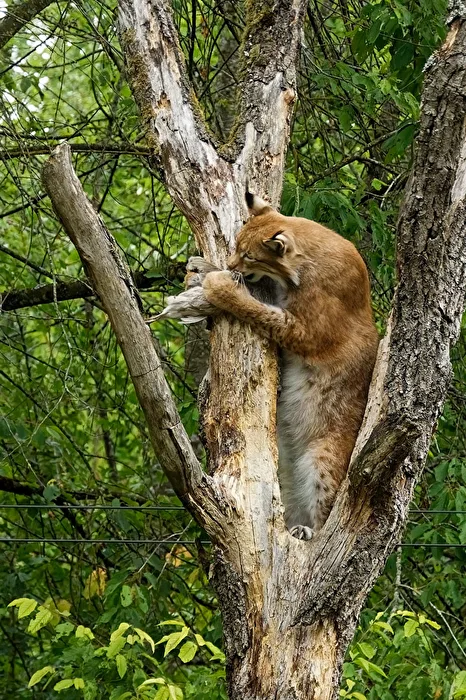 Lynx